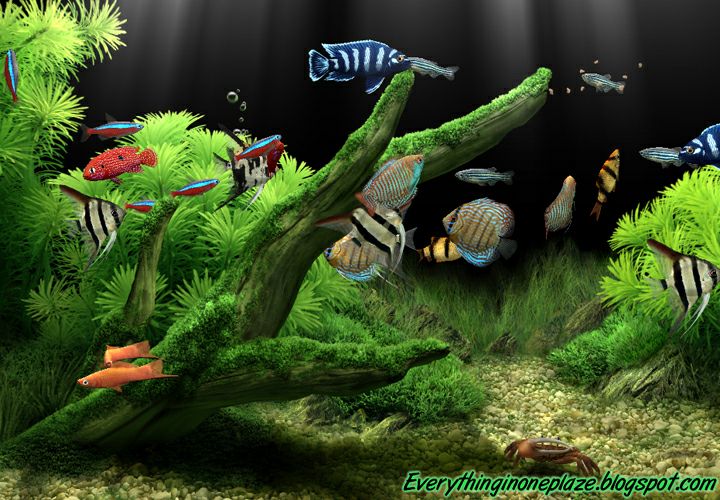 dream aquarium screensaver full version